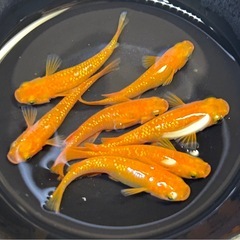【メダカ】紅華　7匹の画像