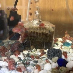 （取引終了）淡水魚や熱帯魚の水槽の掃除レッドラムズホーンその２！の画像