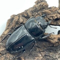 ウンナンヒラタぺあペアの画像