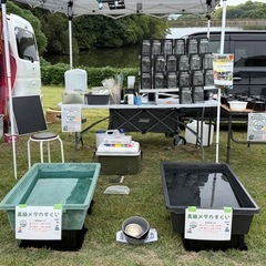 【11/9】メダカすくい&販売！　アムゼ広場(和泉中央駅直結) − 大阪府