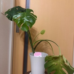 モンステラ観葉植物の画像