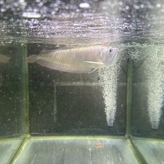 ワイルドシルバーアロワナ急ぎ売りの画像