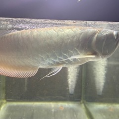 ワイルドシルバーアロワナ急ぎ売りの画像