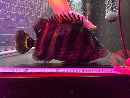 大型熱帯魚