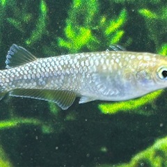 【メダカ】 飛輪　10匹の画像