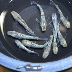 【メダカ】 飛輪　10匹の画像