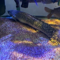 (受渡決定済))熱帯魚　ポリプテルス2匹セット　ラプラディ　オルナティピニエンシスの画像