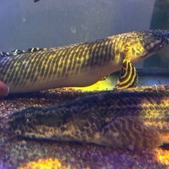 (受渡決定済))熱帯魚　ポリプテルス2匹セット　ラプラディ　オルナティピニエンシスの画像