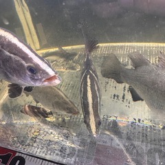 ダトニオプラスワンの画像