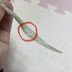 蛇の抜け殻　縁起物　お守りの画像