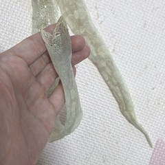 蛇の抜け殻　縁起物　お守りの画像