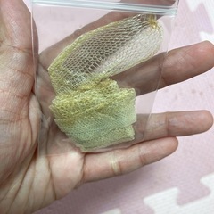 蛇の抜け殻　縁起物　お守りの画像