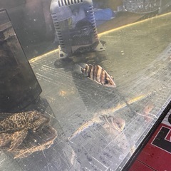 ダトニオプラスワンの画像