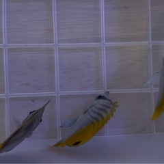 トゲチョウチョウオの画像