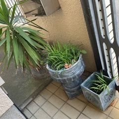植木鉢、プランター などの画像