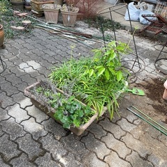 植木鉢、プランター などの画像