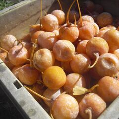 銀杏５００グラム　その２の画像