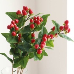 ヒペリカムの小苗の画像