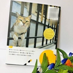 かわいいねこの写真集の画像