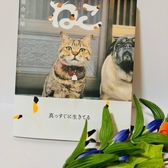 かわいいねこの写真集の画像