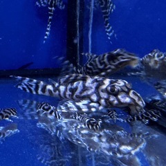 熱帯魚　メガクラウンゼブラプレコの画像