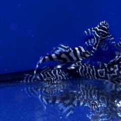 熱帯魚　メガクラウンゼブラプレコの画像