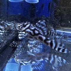 熱帯魚　メガクラウンゼブラプレコの画像