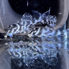 熱帯魚　メガクラウンゼブラプレコの画像