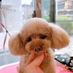 横浜/白楽 トリマーさん募集！週1〜OK、時給¥1500の画像