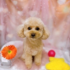 横浜/白楽 トリマーさん募集！週1〜OK、時給¥1500の画像