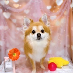 横浜/白楽 トリマーさん募集！週1〜OK、時給¥1500の画像