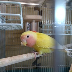 小桜インコとセキセイインコ2羽です