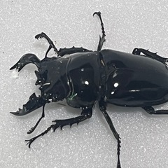 ⑴タランドゥスオオツヤクワガタペアの画像