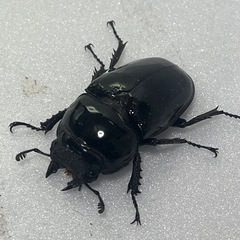 ⑴タランドゥスオオツヤクワガタペアの画像