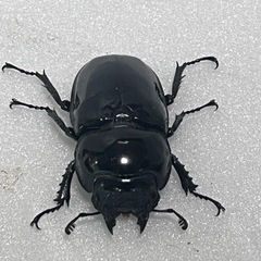 ⑴タランドゥスオオツヤクワガタペアの画像
