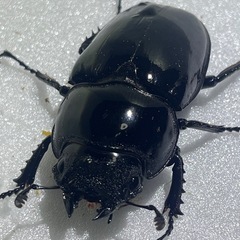 ⑵タランドゥスオオツヤクワガタペアの画像