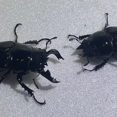 ⑵タランドゥスオオツヤクワガタペアの画像