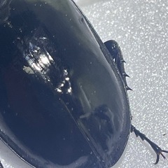 ⑵タランドゥスオオツヤクワガタペアの画像