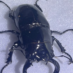 ⑵タランドゥスオオツヤクワガタペアの画像