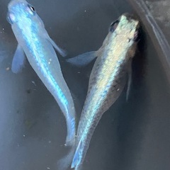 メダカ　無料配布の画像