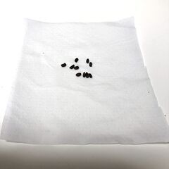 クリスマスローズ　おまけの種つきの画像