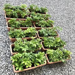 クリスマスローズ　おまけの種つきの画像