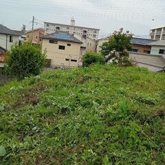 渋柿やジンジャーリリーの花の地下茎を掘り起こして持っていって！無料です。の画像