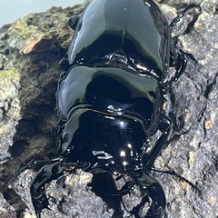 ⑶タランドゥスオオツヤクワガタペアの画像