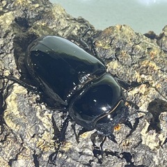 ⑶タランドゥスオオツヤクワガタペアの画像