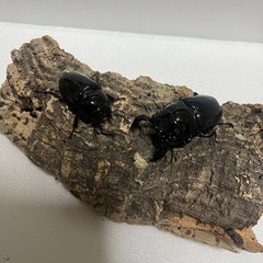 ⑶タランドゥスオオツヤクワガタペアの画像