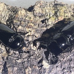 ⑶タランドゥスオオツヤクワガタペアの画像