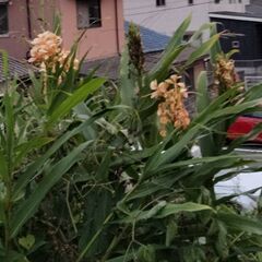 渋柿やジンジャーリリーの花の地下茎を掘り起こして持っていって！無料です。の画像