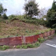 渋柿やジンジャーリリーの花の地下茎を掘り起こして持っていって！無料です。の画像