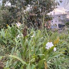 渋柿やジンジャーリリーの花の地下茎を掘り起こして持っていって！無料です。の画像